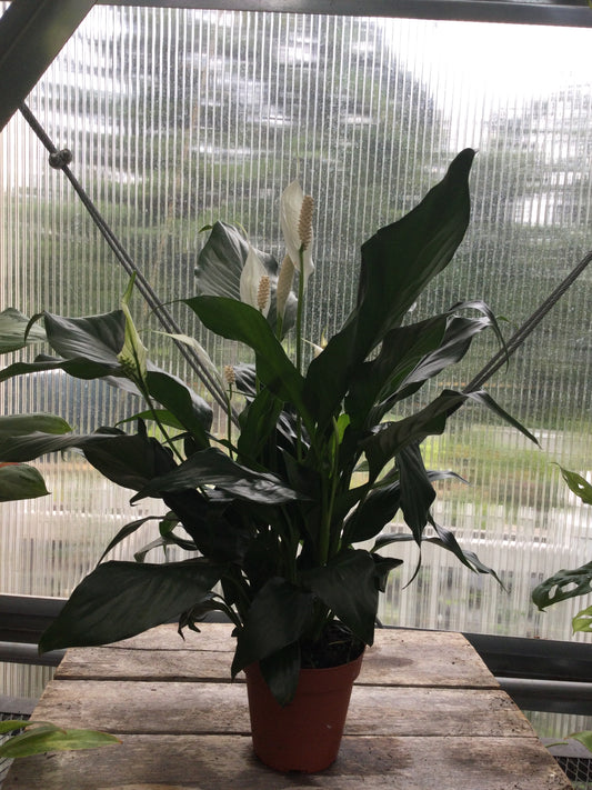 4" Spath peace lily
