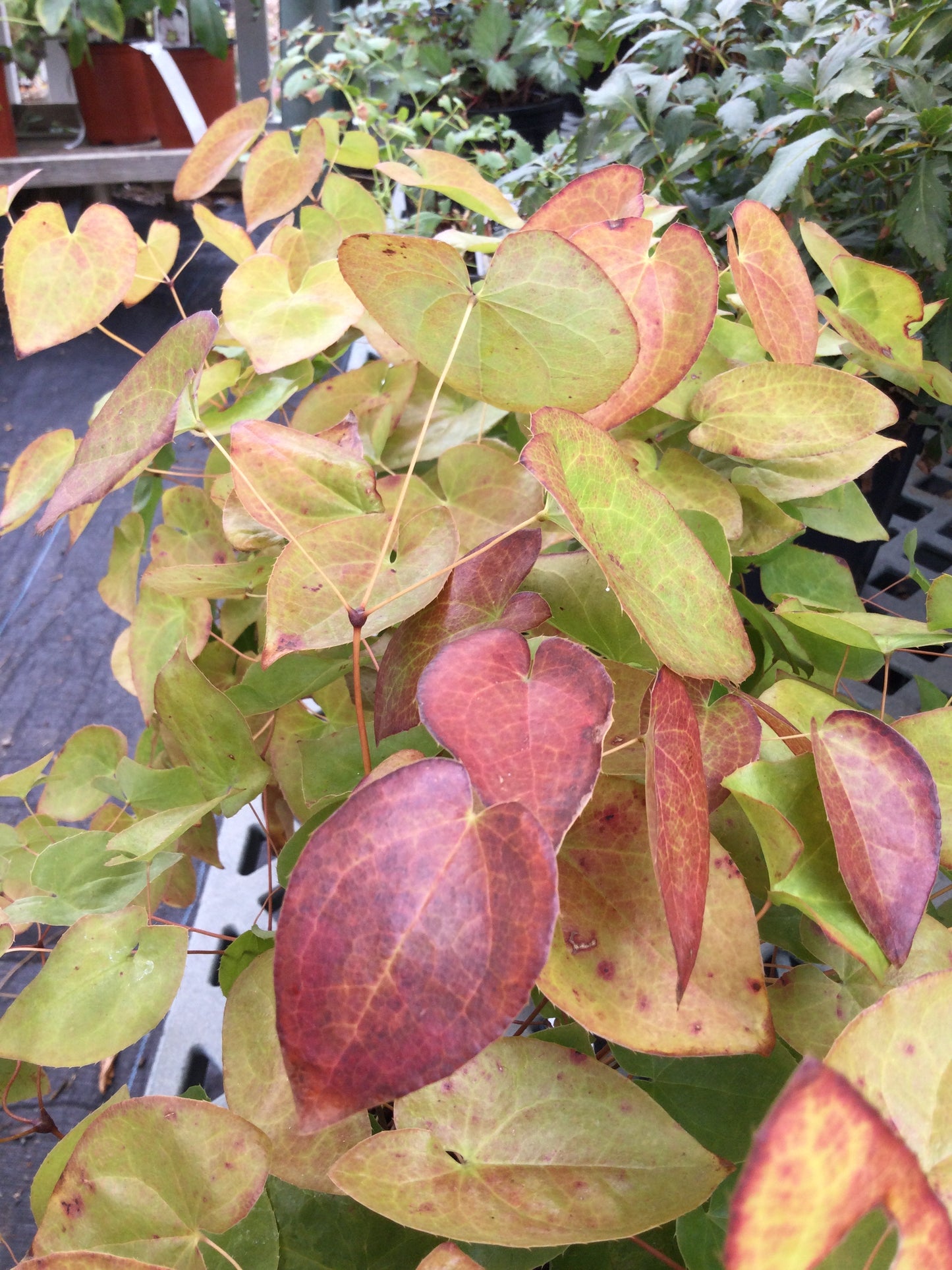 EPIMEDIUM versicolor Sulphureum 1g