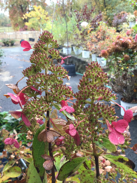 HYDRANGEA PAN. LAVALAMP `FLARE 2g