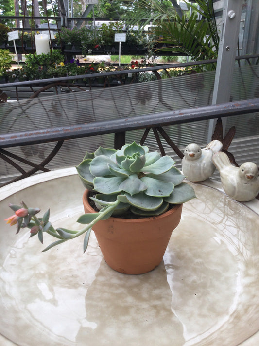 4' terracotta succulents