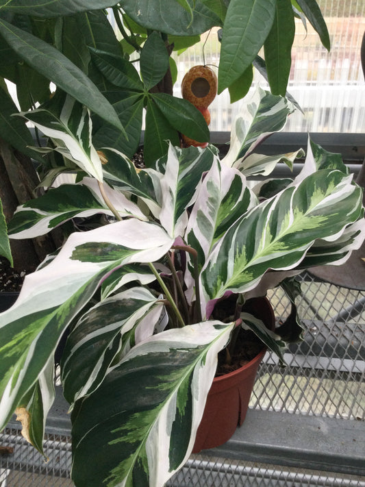 Calathea White Fusion 6"