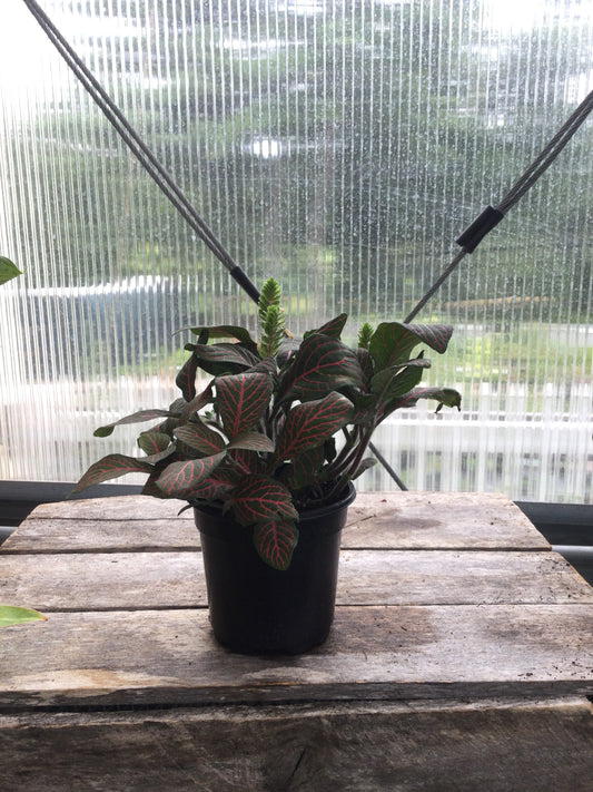 Red Fittonia 4'