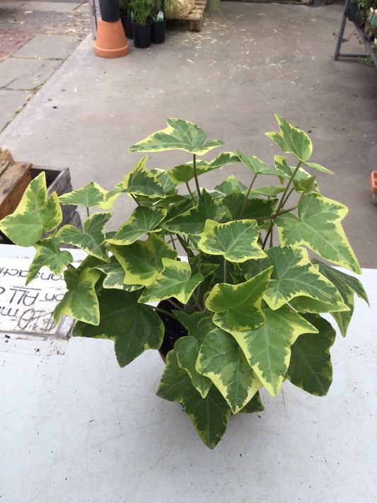 yellow/green var ivy 4'