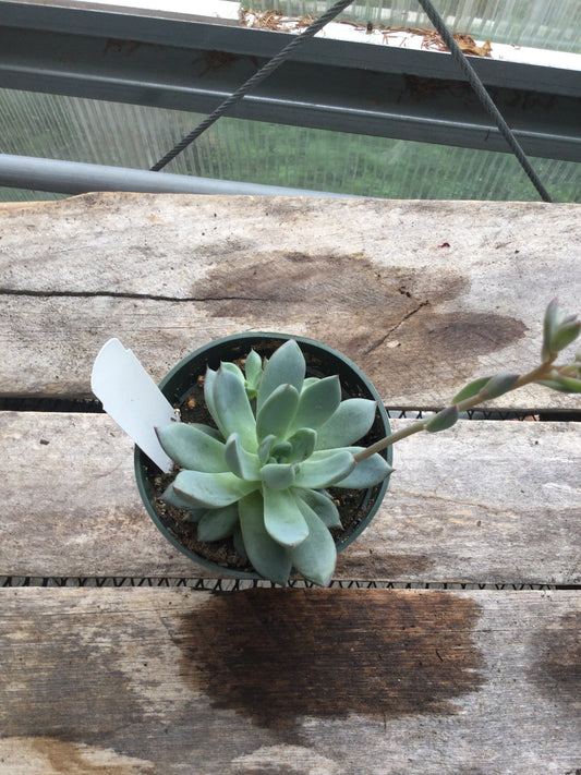 4" succulent