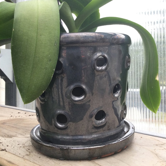 Rings orchid pot 7"