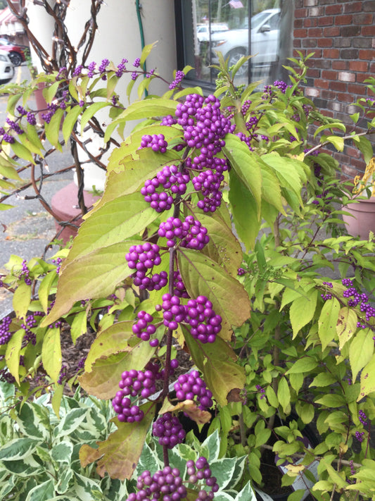 Callicarpa dich. Early Amethyst 3g