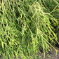 CHAM PISIFERA F. `AUREA ,3