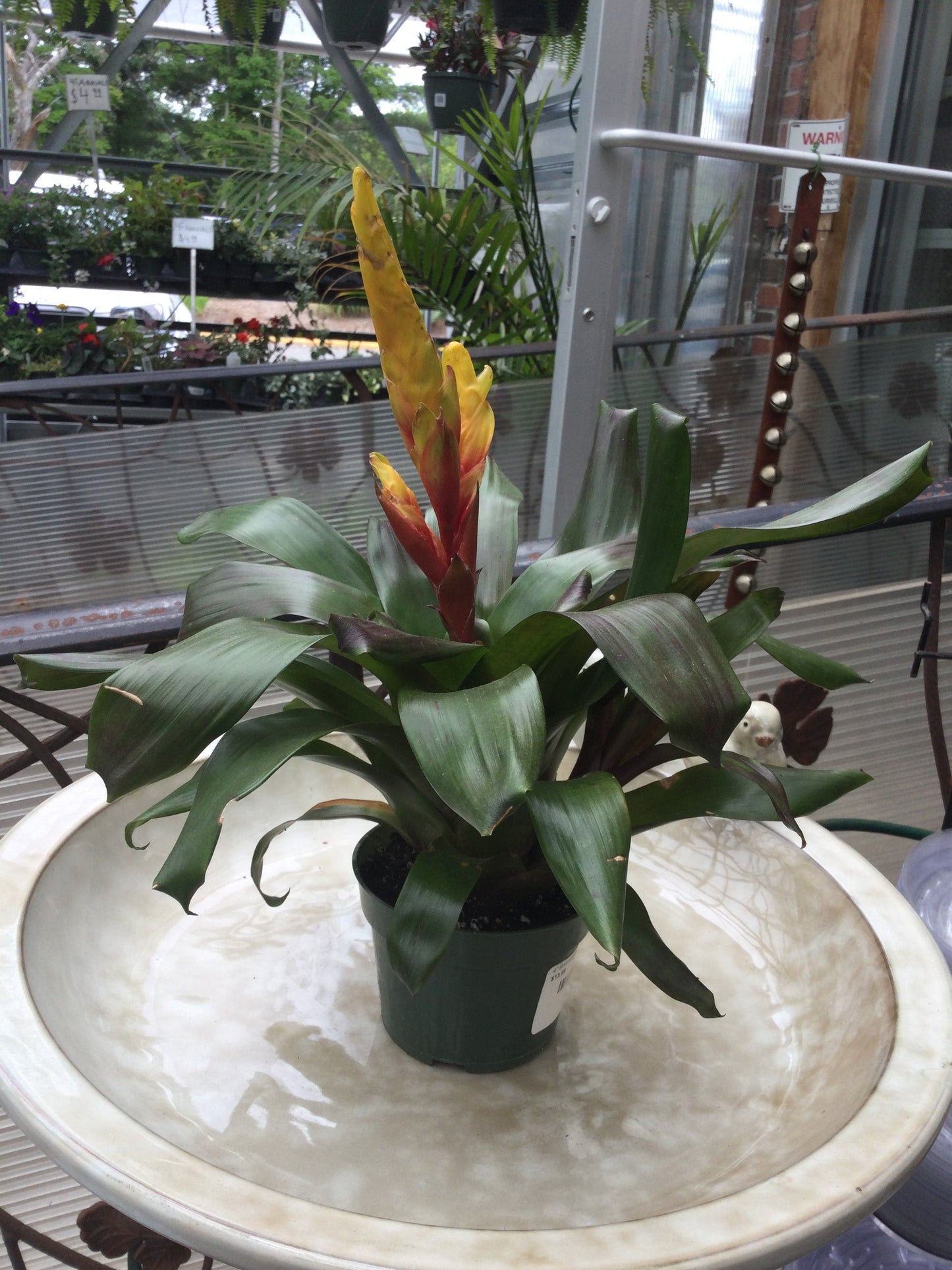 4" Bromeliads