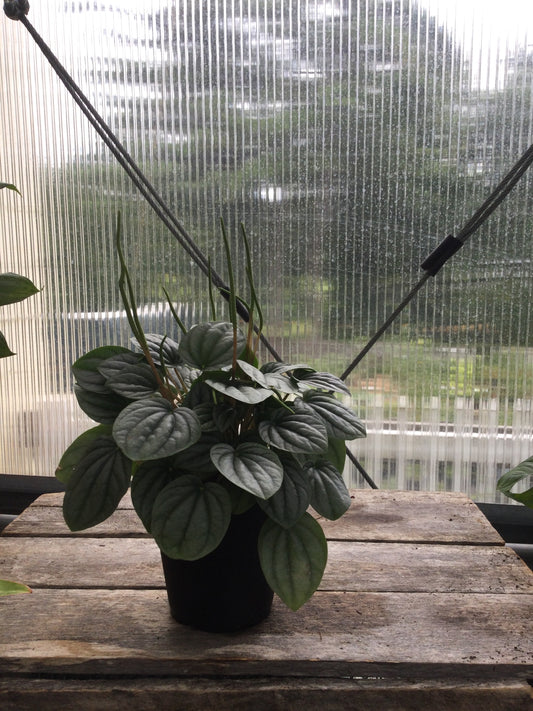 4' peperomia
