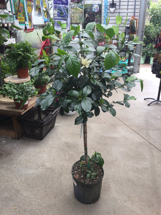 10' Gardenia Tree
