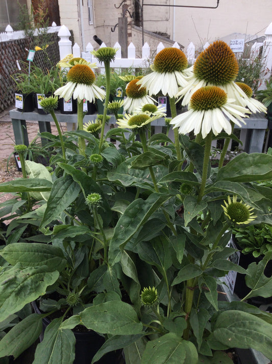 Echinacea Sombrero Blanco 1g