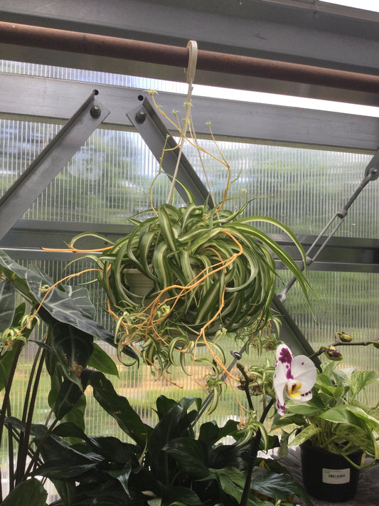 8' Bonnie spider HB
