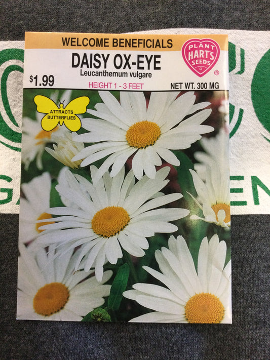 Daisy Ox-Eye