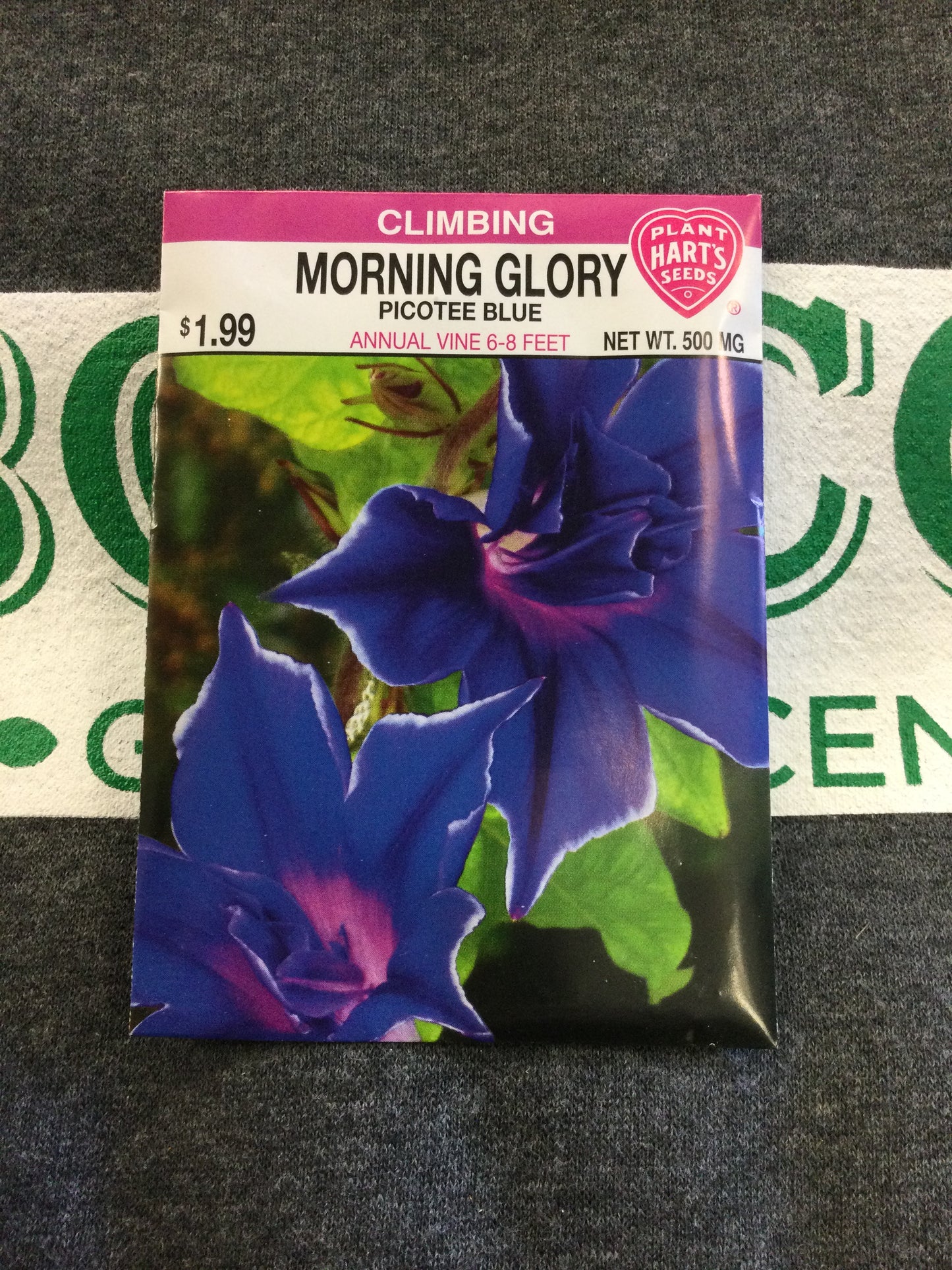 Morning Glory Picotee Blue