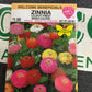 Zinnia Lilliput