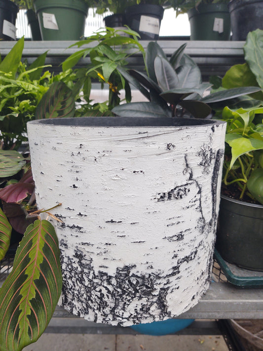 PLANTER 9' BIRCH