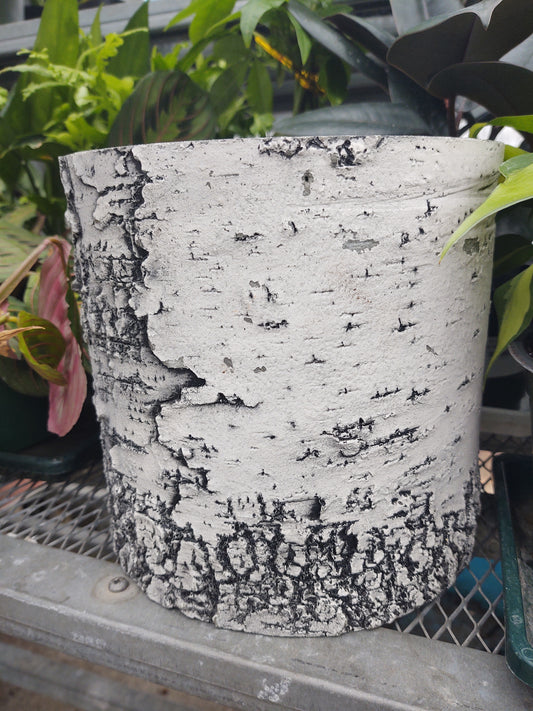 8" Birch Planter