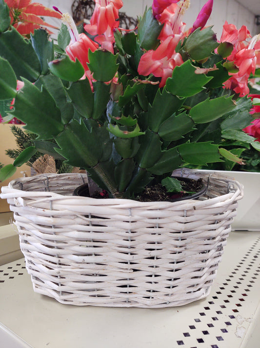 oval White rattan basket