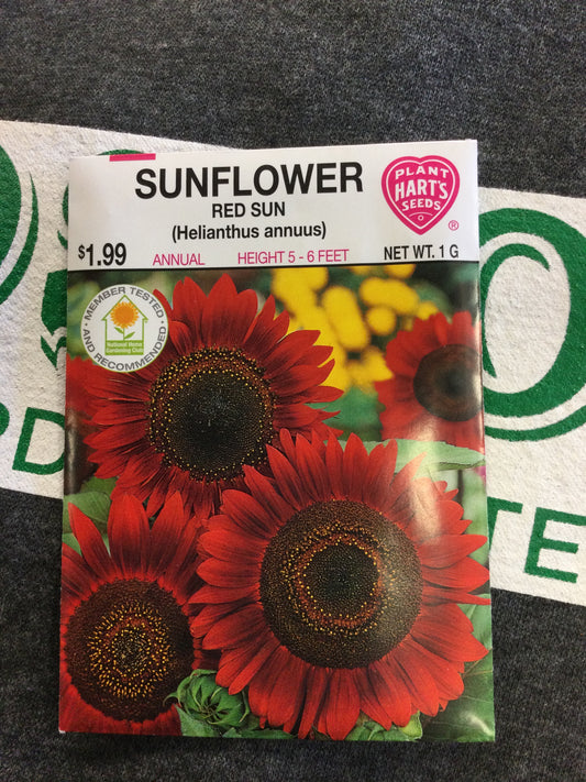 Sunflower Red Sun