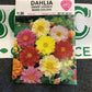 Dahlia Dwarf Unwins
