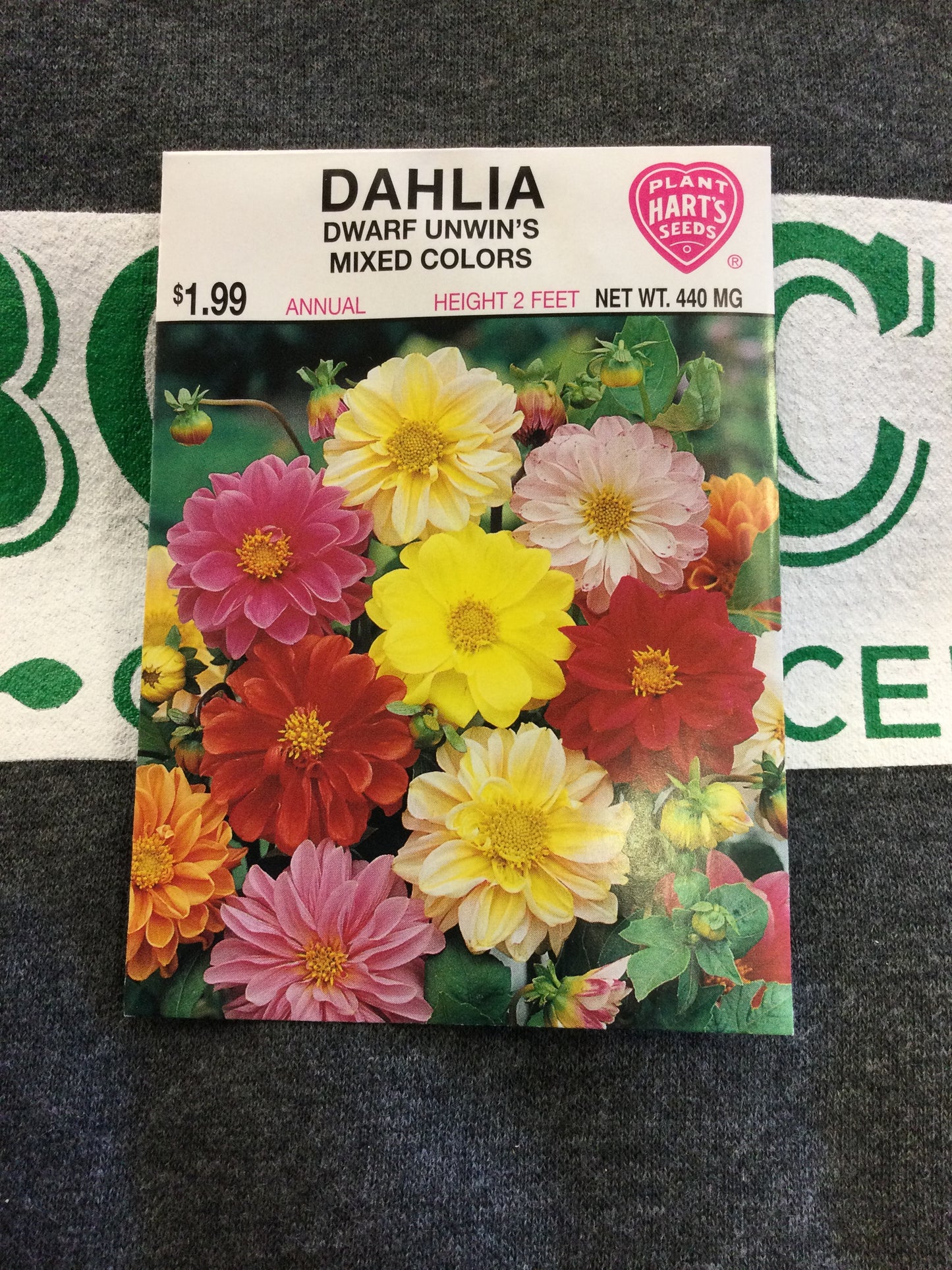 Dahlia Dwarf Unwins