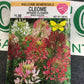 Cleome Mixed Colors (Spider Flower)