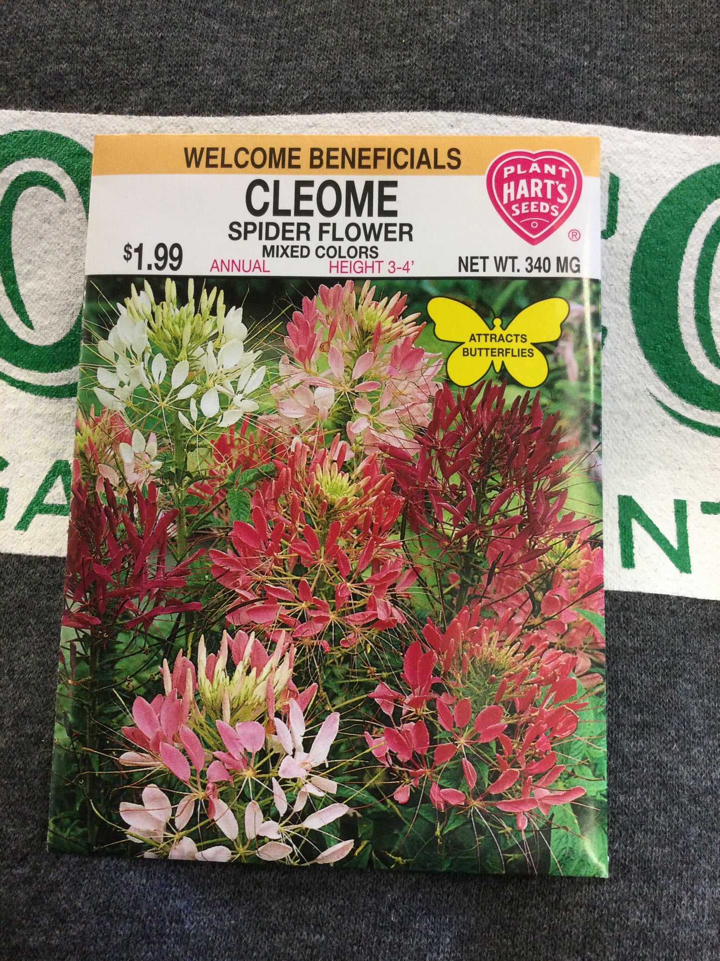 Cleome Mixed Colors (Spider Flower)