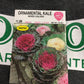 Ornamental Kale