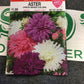 Aster Crego