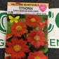 Tithonia Torch Mexican Sunflower