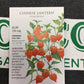 Chinese Lantern