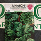 Spinach Bloomsdale