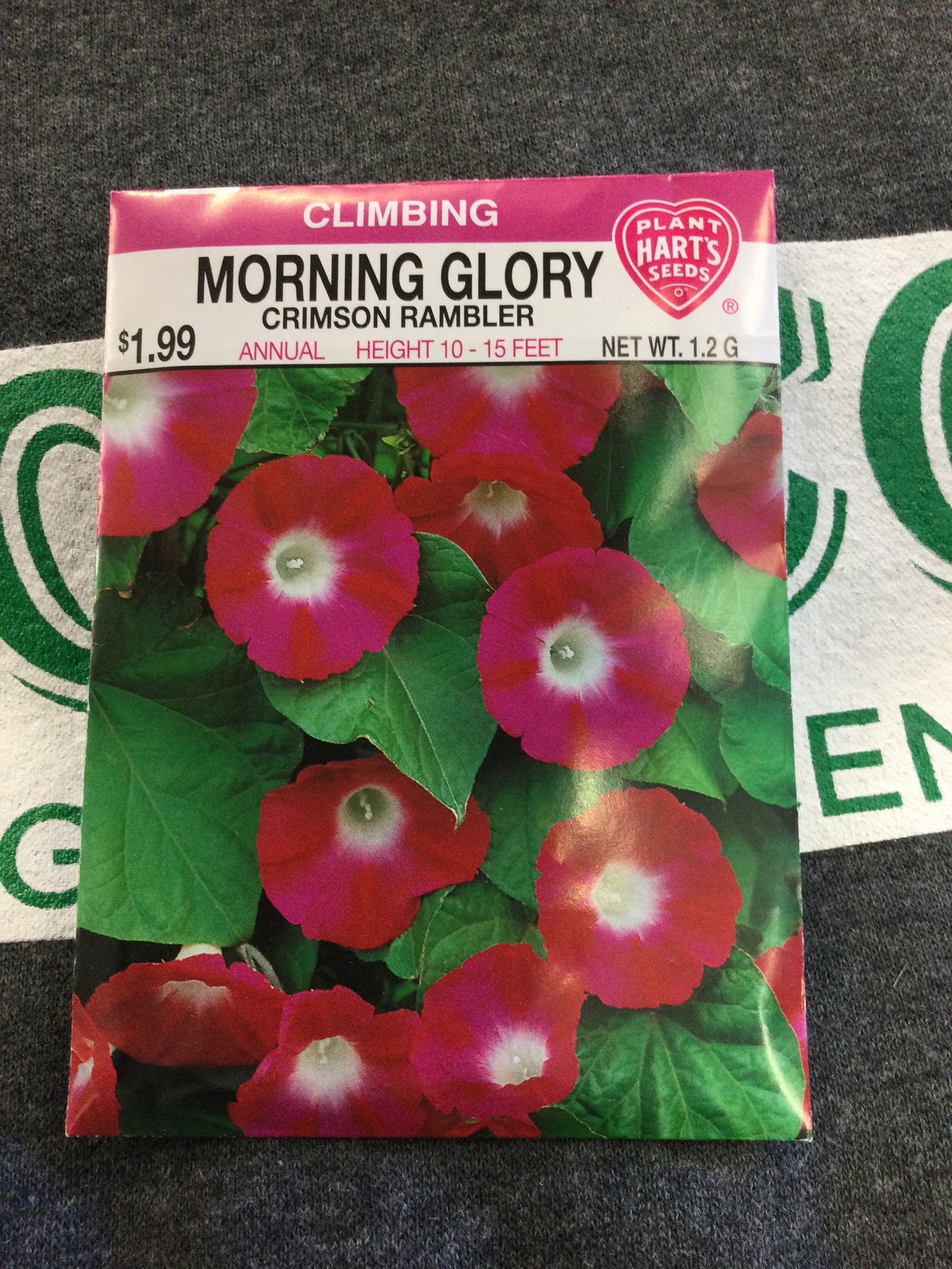 Morning Glory Crimson Rambler