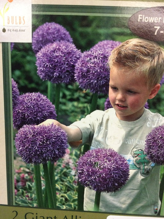 Giant Allium Gladiator 2 bulbs