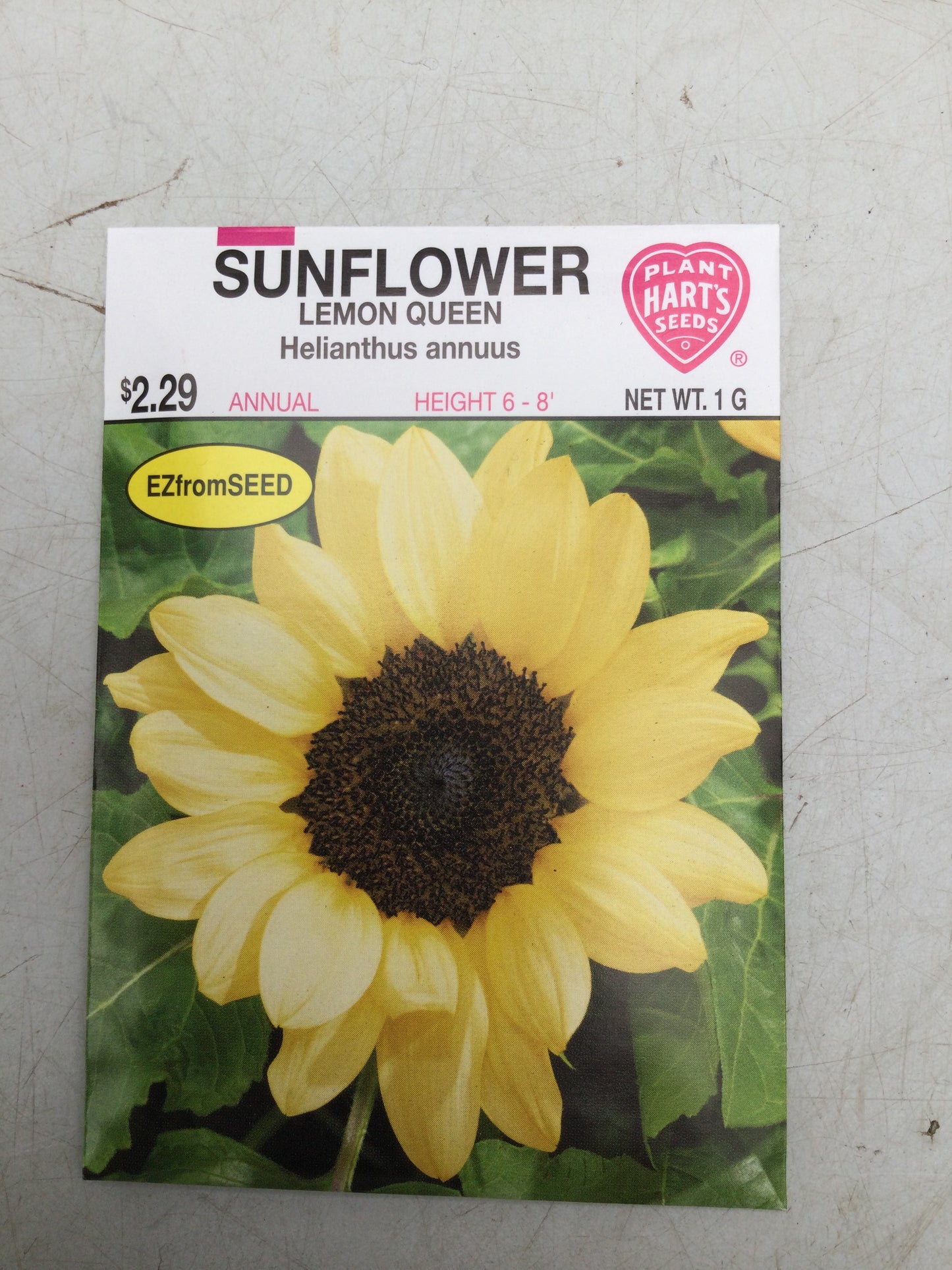 Sunflower Lemon Queen