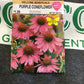 Coneflower Purple