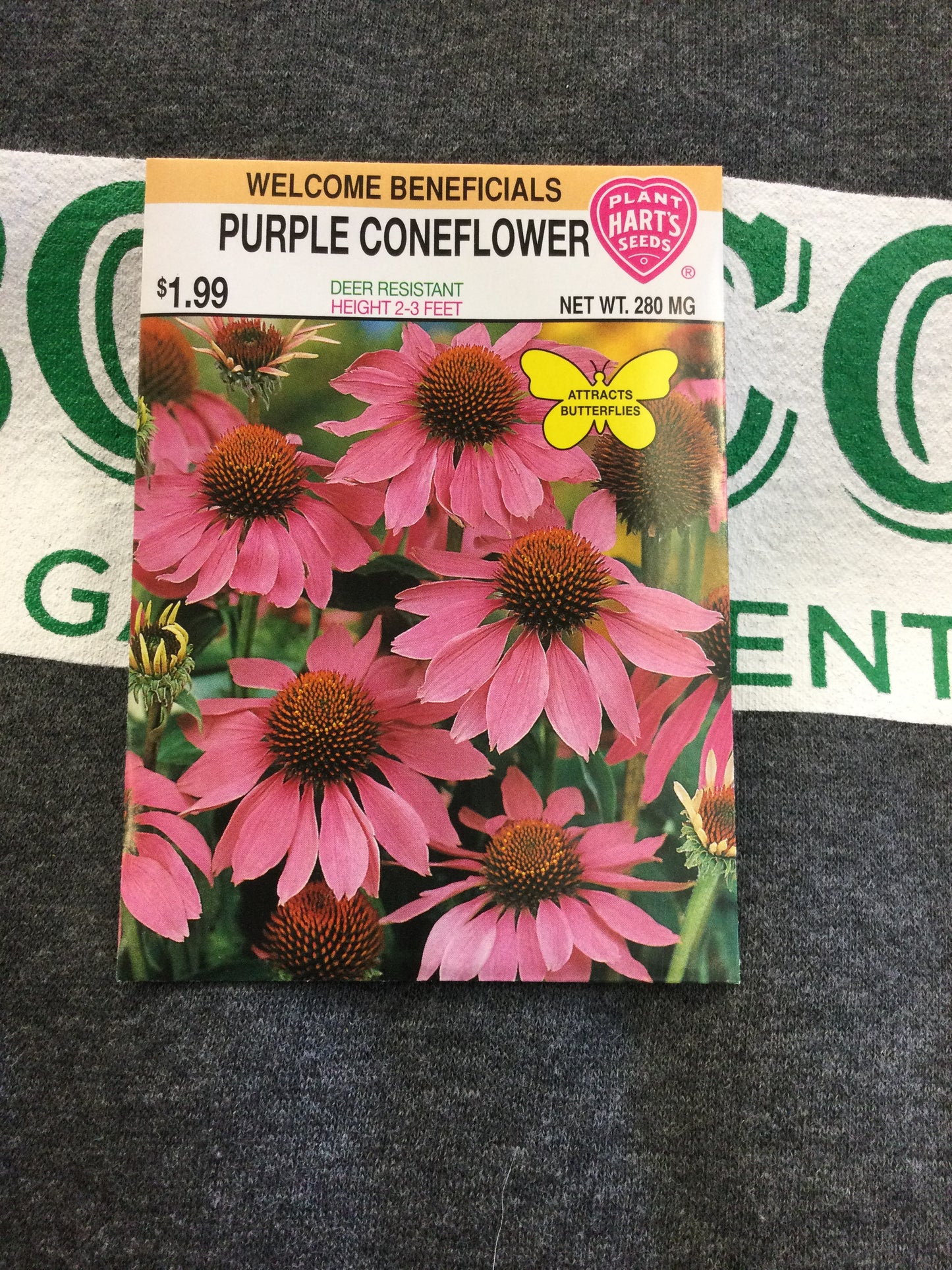 Coneflower Purple