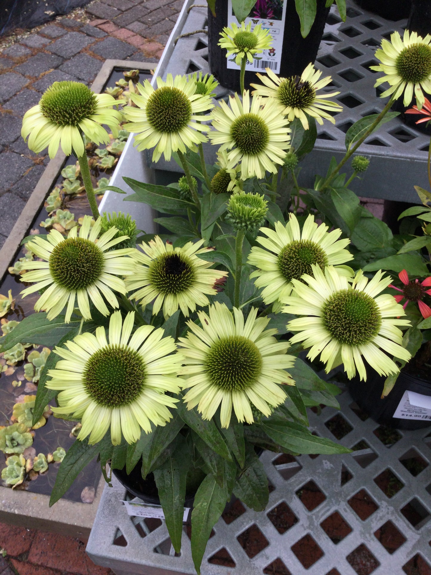 Echinacea Green Jewel 1g