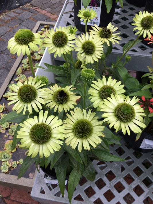 Echinacea Green Jewel 1g
