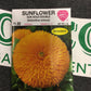 Sunflower Sun Gold