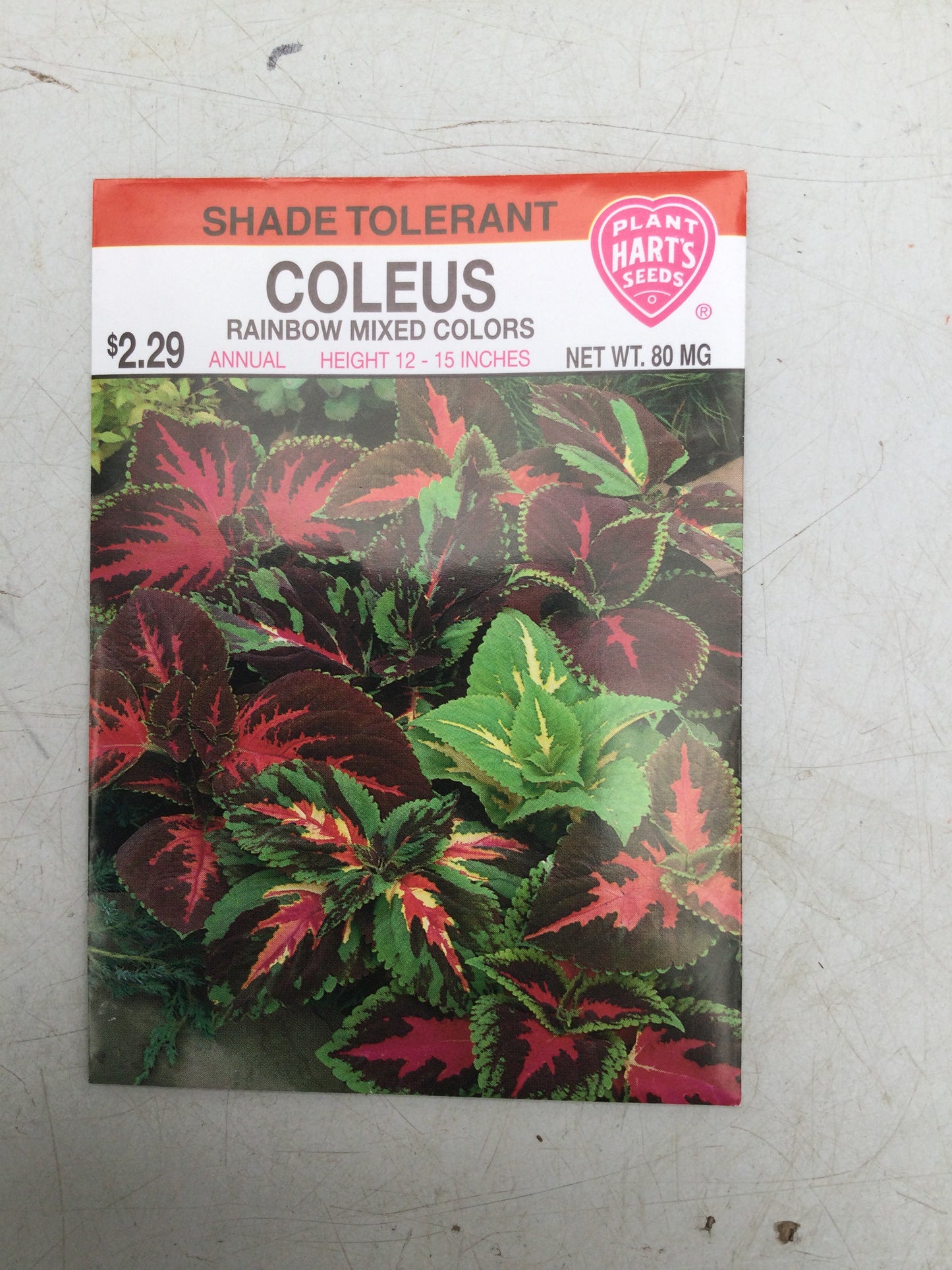 coleus rainbow mixed