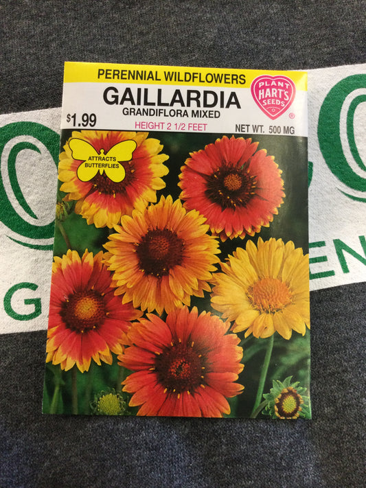 Gaillardia Grandiflora