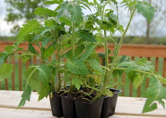 6pk Tomatoes