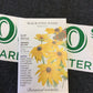 Black eyed Susan