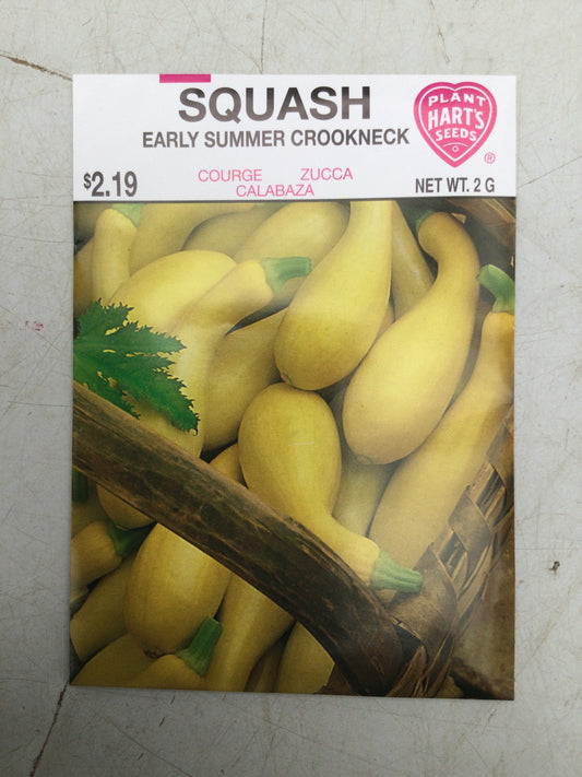 Squash early crookneck
