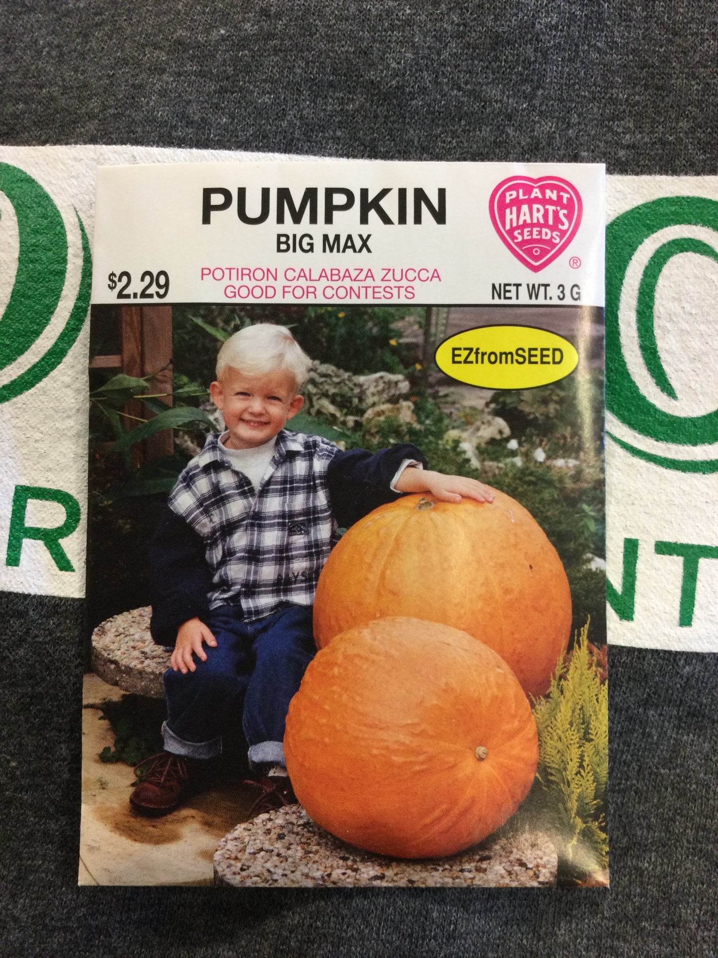 Pumpkin Big Max