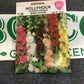 Hollyhock Chaters Double