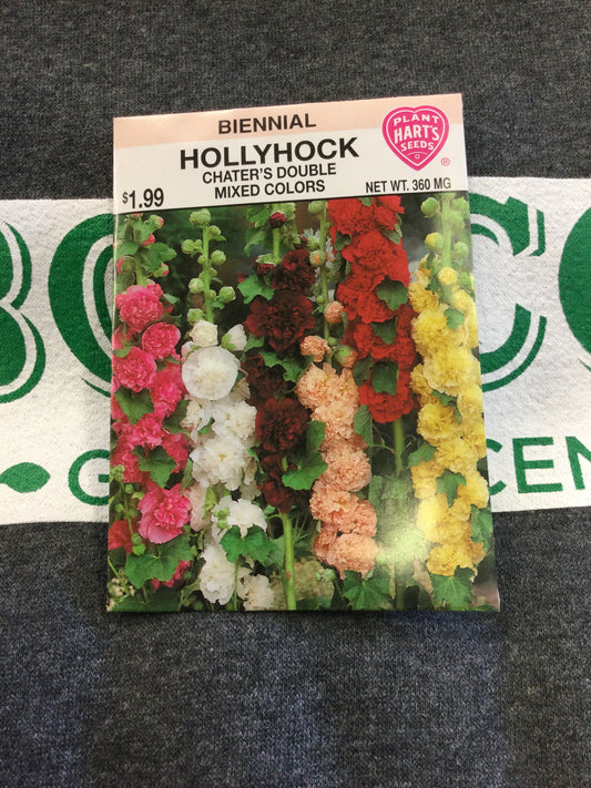 Hollyhock Chaters Double