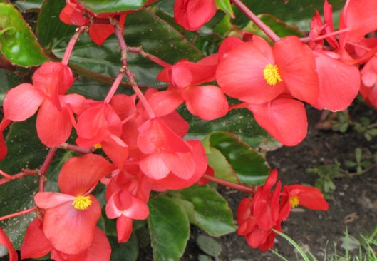 6.5' Dragon Wing Begonia