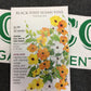 Black Eyed Susan vine
